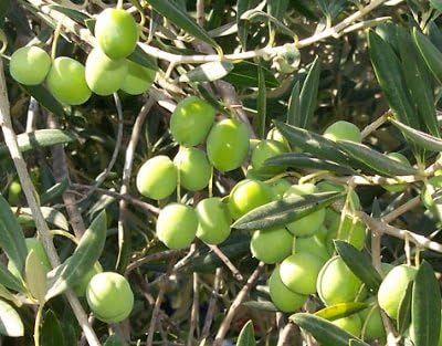 Extra Virgin Olive Oil – First Cold Pressed, Unfiltered – Single Origin Jordan Valley – 100% Pure & Natural – Premium High Polyphenol count. 750ML