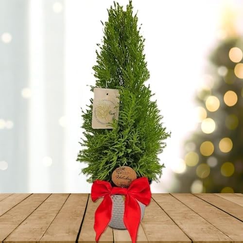 Lemony Christmas Tree. Lemon Cypress 'Goldcrest' (Cupressus Macrocarpa) - Vibrant Yellow-Green Foliage, Citrus Scent, Indoor/Outdoor (4 Cypress-Lemon sacs)