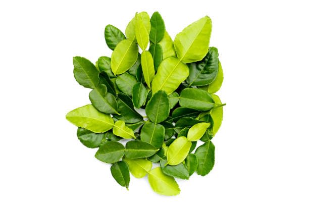 USA Fresh Kaffir Lime Leaves – Whole Culinary Leaves for Authentic Thai Flavor, No Additives or Preservatives, Made in the USA (2oz)
