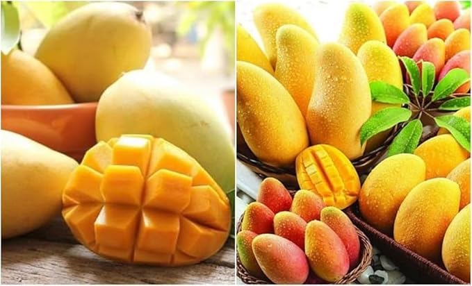 Red Mango Tropical Tee 12-16 in