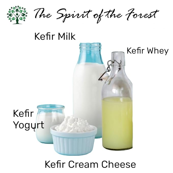 Original Live Milk Kefir Grains Starter Kit for Almond, Whole or Coconut Milk with Active Probiotic Cultures, Jar, Fermentation Lid, Spoon, Thermometer & Strainer by The Spirit Of The Forest