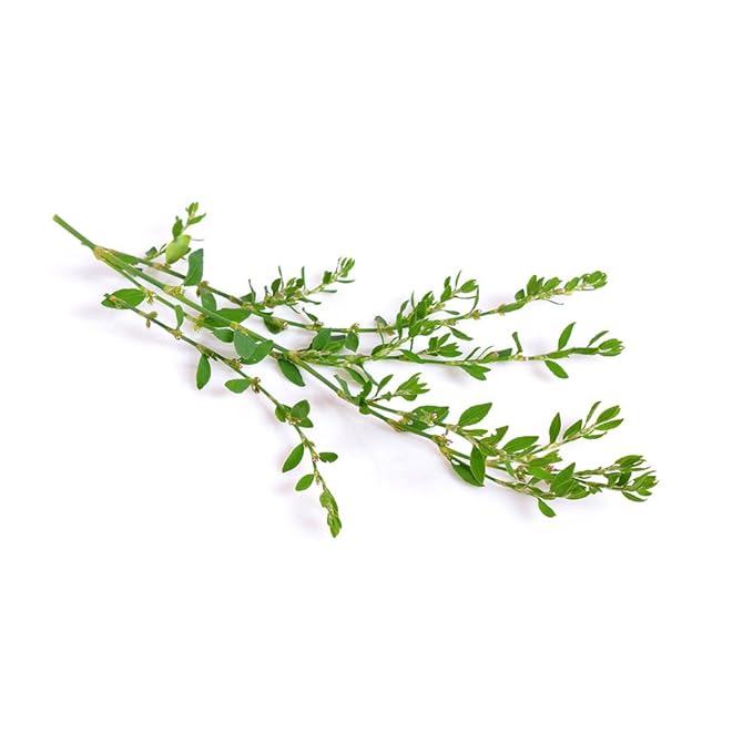 Biokoma Pure and Organic Knotgrass Dried Herb 50g (1.76oz) in Resealable Pack Moisture Proof Pouch, USDA Certified Organic - Herbal Tea, No Additives, No Preservatives, No GMO, Kosher