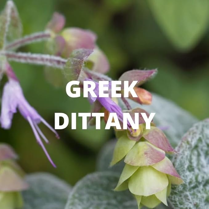 Digestion Tea | Loose Herbal Tea | Dittany of Crete, Peppermint, Rosemary | 100% Wild Crafted, Caffeine Free, Natural, Earthy Flavor | 30G (1.1OZ)