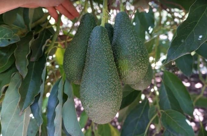 Avocado P Tee 10-24 in