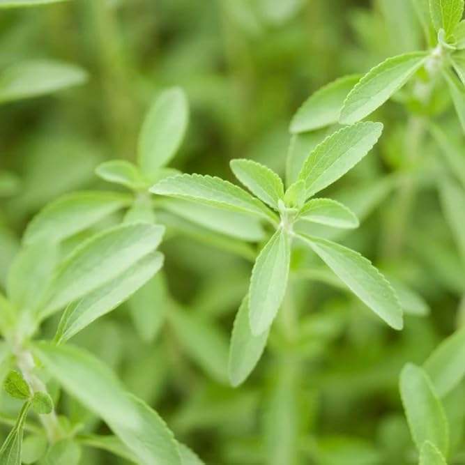 Live Stevia rebaudiana Plants, Sweet Leaf or Sugar Leaf, Natural Sugar Substitute Herb, Easy to Grow (2 stevia sacs)