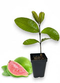 Pink Guava Tee 12-15 In
