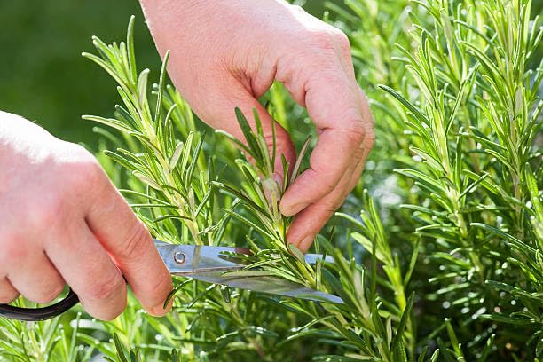 Fresh Rosemary Leaf Tea from the USA – 100% Pure, Wild-Harvested Herbal Loose-Leaf Tea, Caffeine-Free, No Additives, Grown and Packed in the USA (75 Springs)