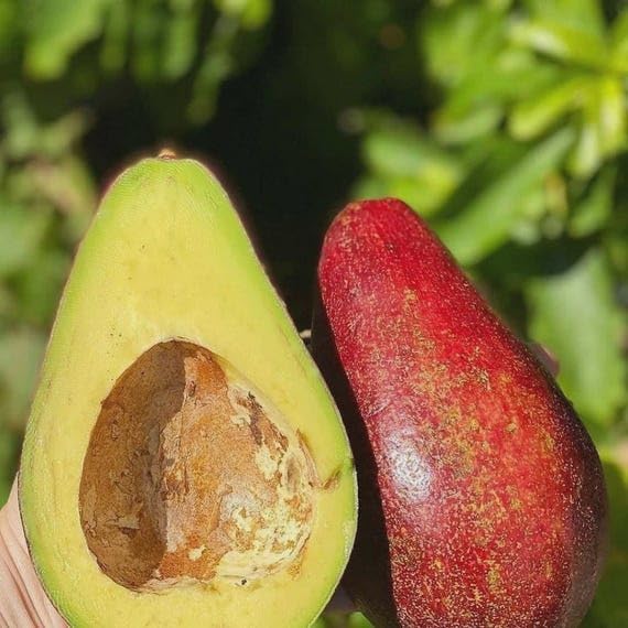 Avocado Red Tee 10-18 in