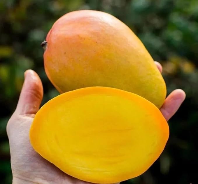 Mango E Tropical Tee 12-24 in