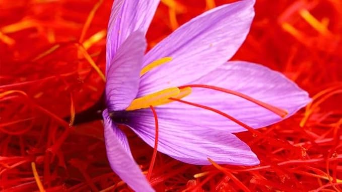 Lavitali Saffron Tea – 100% Pure Saffron Threads, Premium Herbal Loose Leaf Tea, Natural Aroma, No Additives or Preservatives (5 Gram)