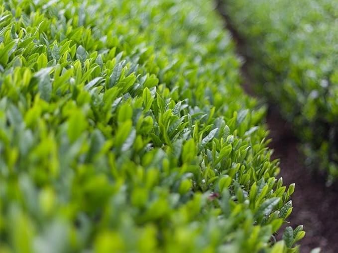 Morihan Matcha Green Tea 3.52oz(100g) Ceremonial Matcha Powder