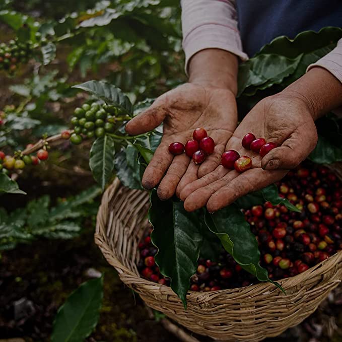 V Vescovi Cremoso Coffee Beans – Premium Italian Espresso Beans – Medium Roast – 2.2 lb – 1 kg