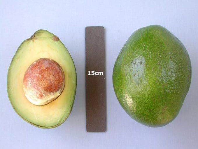 Avocado M Tee 1 ft