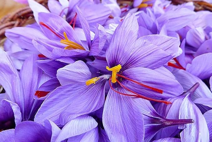 Lavitali Saffron Tea – 100% Pure Saffron Threads, Premium Herbal Loose Leaf Tea, Natural Aroma, No Additives or Preservatives (3 Gram)