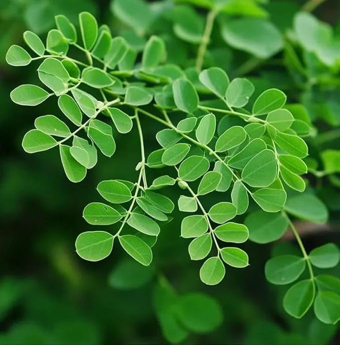 Moringa Fresh 2 Tee 12-15 in
