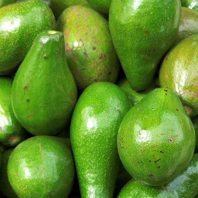 Avocado F Tee 10-24 in