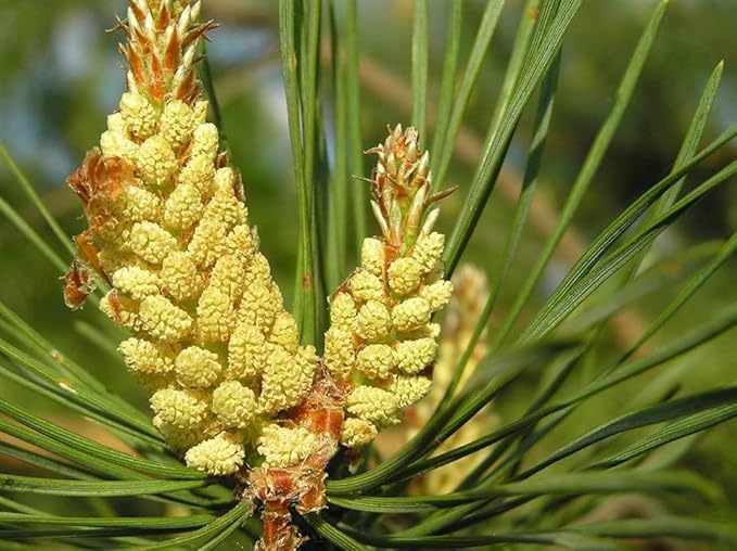 USA Organic Pine Pollen Powder – 100% Pure, Wild-Harvested Pine Pollen, Natural Herbal Powder, No Additives or Preservatives, Made in the USA (50 Gram)