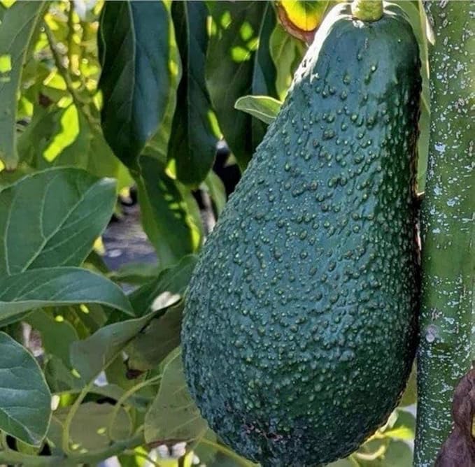 Avocado P Tee 10-24 in
