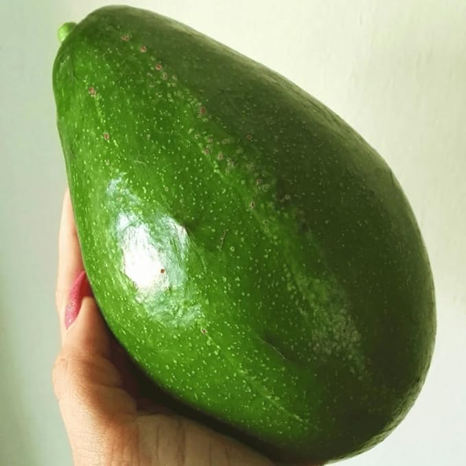 Avocado Fresh P Tee 1 ft