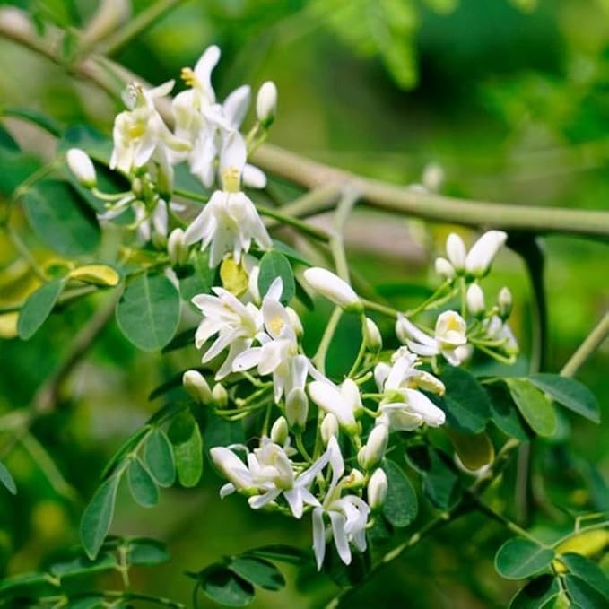 USA Fresh Moringa Tee 4-7 in