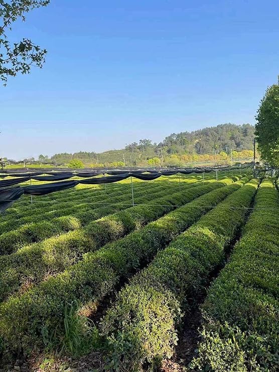 Nourishment Rituals Authentic Matcha Super Latte Ashwagandha Lion's Mane Reishi Cordyceps Made with Ceremonial Grade Organic Matcha Green Tea Powder Net weight 260g (2-Pack)