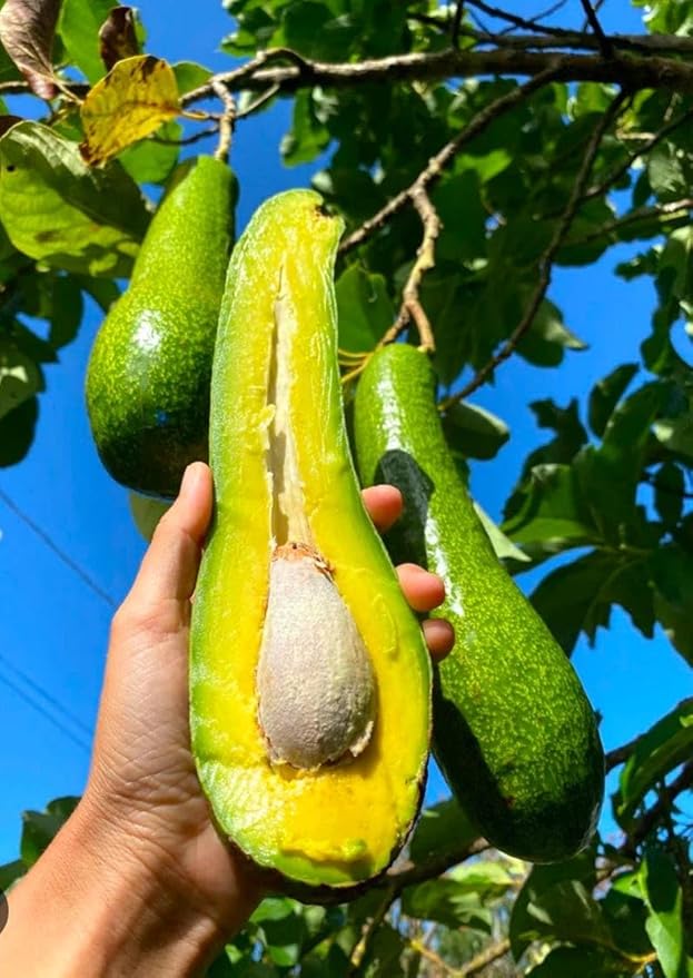 Avocado Long Tee 1-2ft