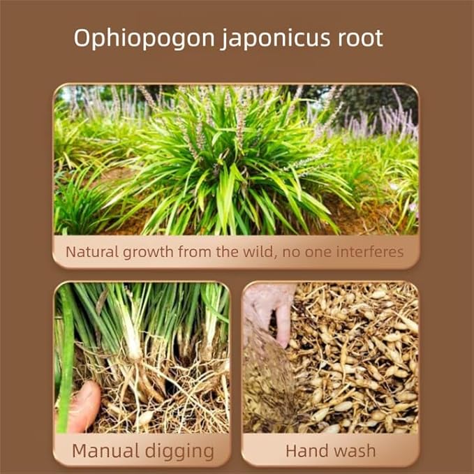 Ophiopogon root-Pure and Natural Herbal Tea -Chinese herbal medicine- 麦冬5.29oz/150g (Ophiopogon root)