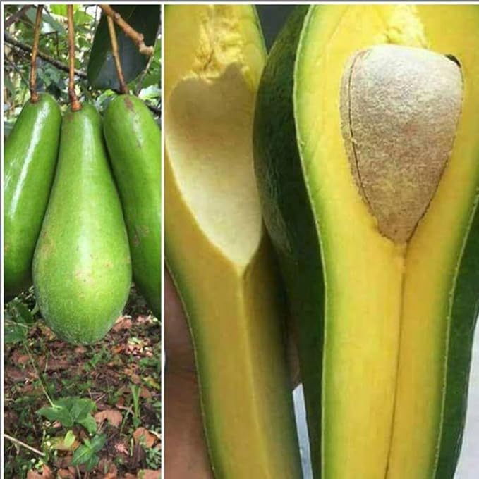 Avocado Long Tee 1-2ft
