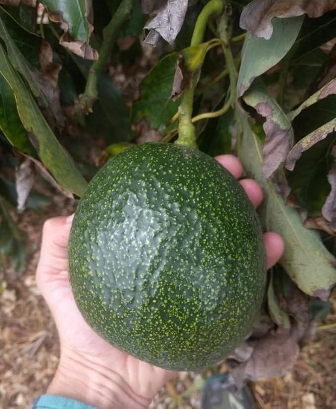 Avocado R Tee 10-24 in