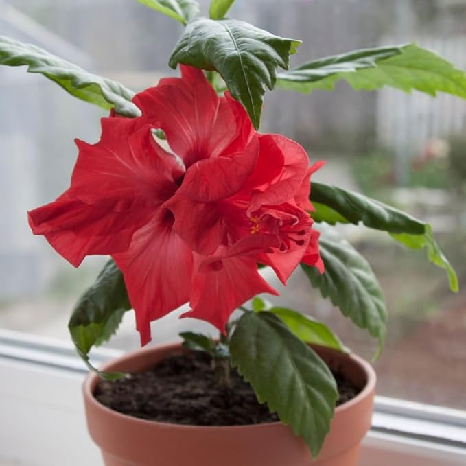 Red Hibiscus. rosa-sinensis. Live Plant - Tropical Blooming Hibiscus, Pretty Flowers, Used in Tea and Juice (4 red Hibiscus Cups)