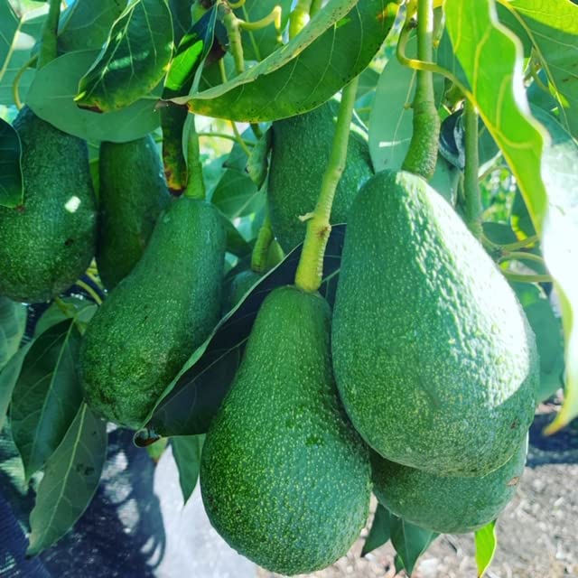 Avocado F Tee 10-24 in