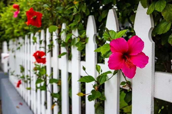 Pink Hibiscus. rosa-sinensis. Live Plant - Tropical Blooming Hibiscus, Pretty Flowers, Used in Tea and Juice (2 Pink Hibiscus Cups)