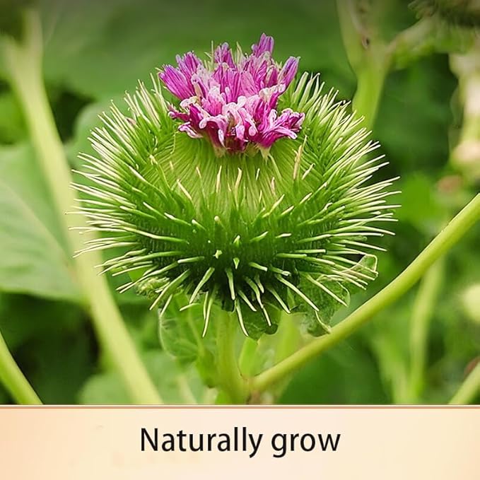 burdock root-Pure and Natural Herbal Tea -Chinese herbal medicine- 牛蒡5.29oz/150g (burdock root)