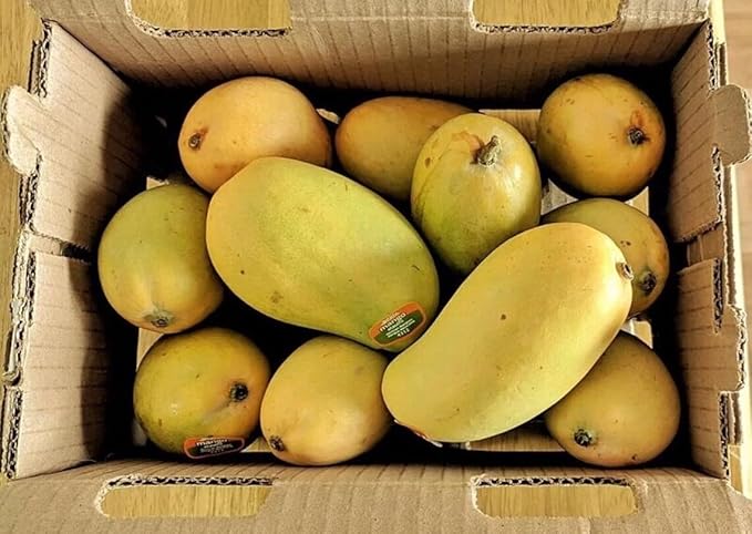 Mango A Tropical Tee 12-24 in