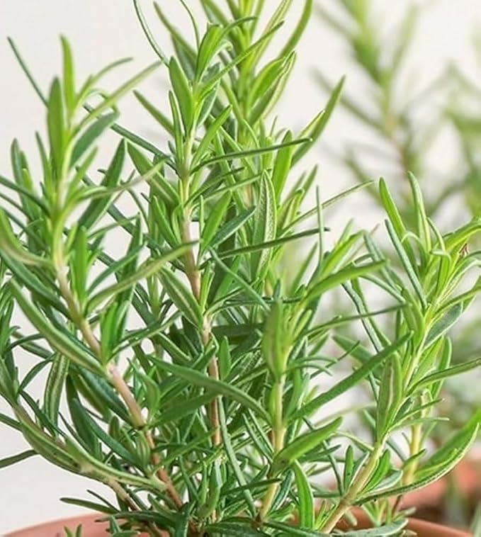 Fresh Rosemary Leaf Tea from the USA – 100% Pure, Wild-Harvested Herbal Loose-Leaf Tea, Caffeine-Free, No Additives, Grown and Packed in the USA (1oz)