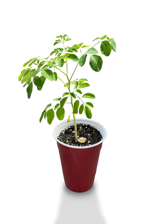 USA Fresh Moringa Tee 4-7 in