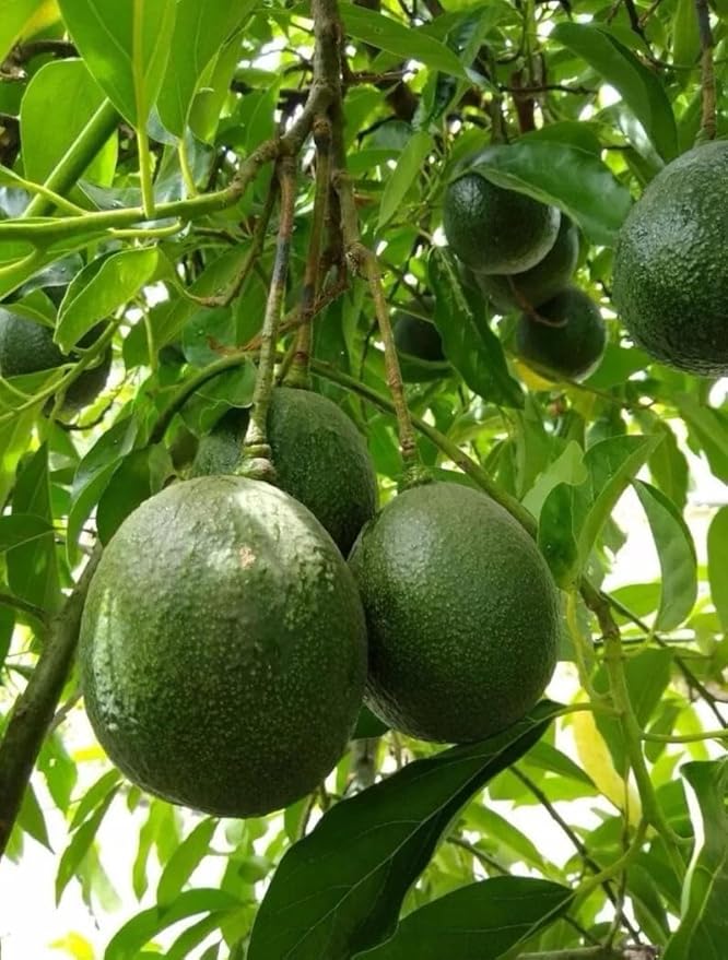 Avocado R Tee 10-24 in