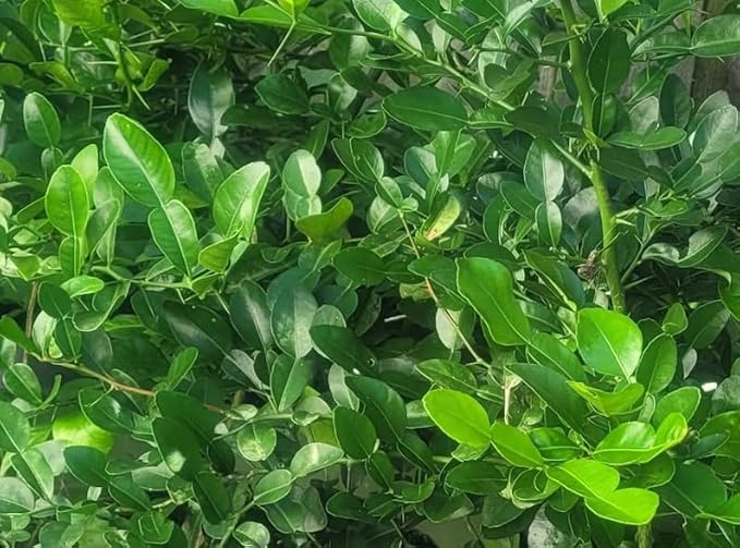 Fresh Kaffir Lime Leaves from the USA – 100% Pure, Wild-Harvested Herbal Loose-Leaf, Natural Aroma, Whole Natural Leaves for Thai Cuisine, Grown and Packed in the USA (70 Leaves)
