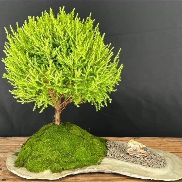 Lemony Christmas Tree. Lemon Cypress 'Goldcrest' (Cupressus Macrocarpa) - Vibrant Yellow-Green Foliage, Citrus Scent, Indoor/Outdoor (2 Cypress-Lemon Cups)