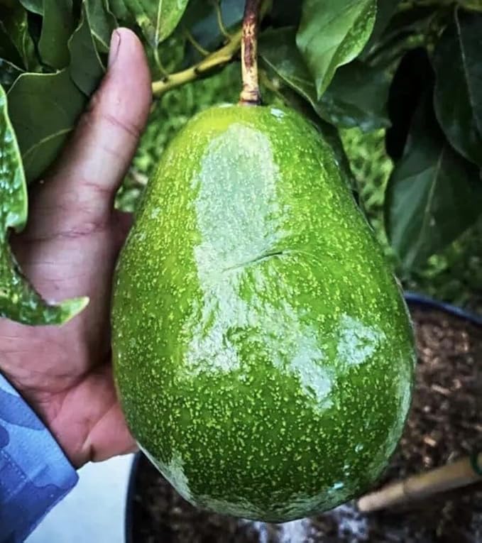 Avocado S Tee 10-24 in