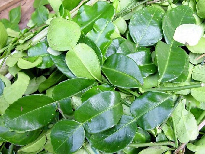 Fresh Kaffir Lime Leaves from the USA – 100% Pure, Wild-Harvested Herbal Loose-Leaf, Natural Aroma, Whole Natural Leaves for Thai Cuisine, Grown and Packed in the USA (150 Leaves)