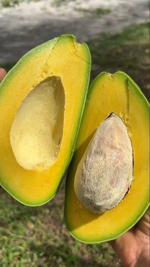 Avocado C Tee 1ft