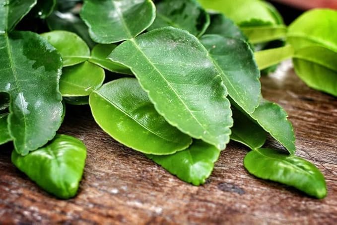 USA Fresh Kaffir Lime Leaves – Whole Culinary Leaves for Authentic Thai Flavor, No Additives or Preservatives, Made in the USA (8oz)
