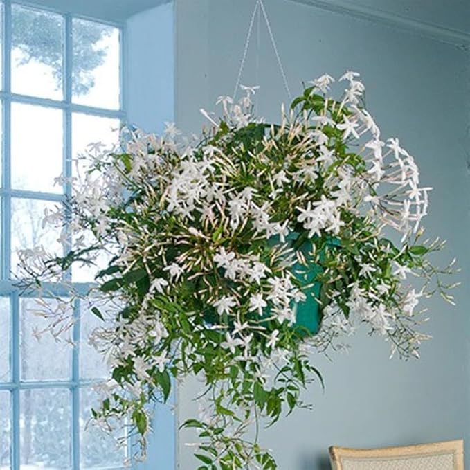 Night Blooming Jasmine Live Plant - Cestrum Nocturnum. Fragrant Flowering Shrub for Garden, Patio or Window (4 ngt.jas Cups)