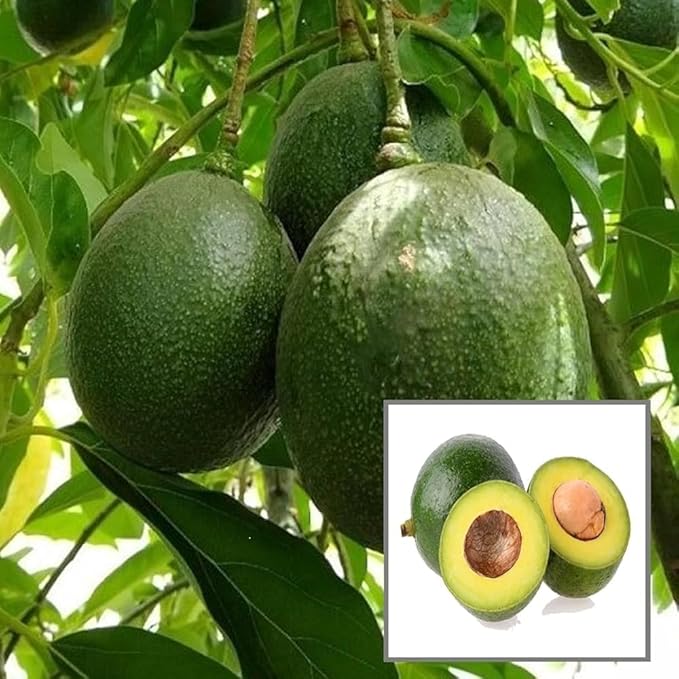 Avocado M Tee 1 ft