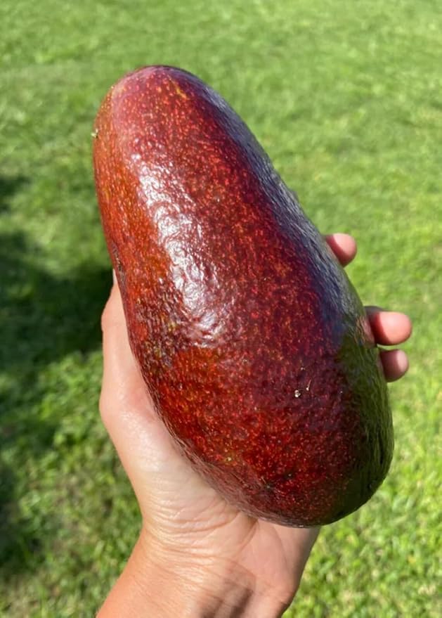 Avocado Red Tee 10-18 in