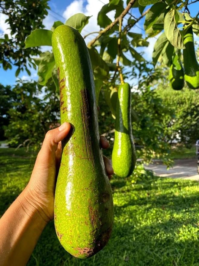 Avocado Long Tee 1-2ft