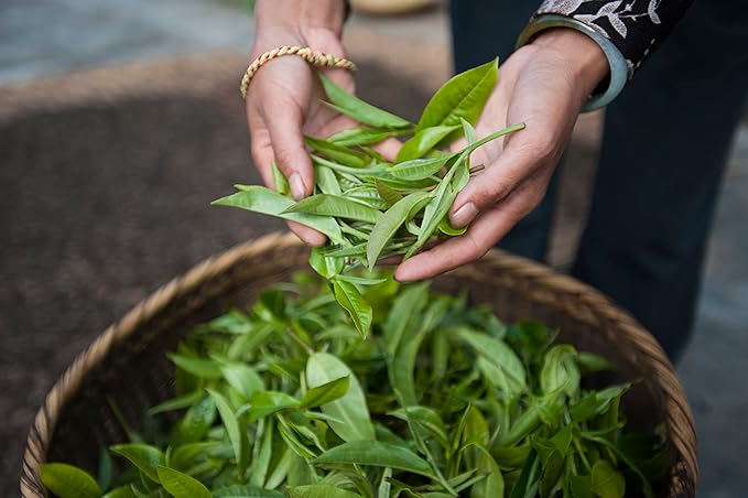 Palais des Thés - Geisha Flower Green Tea & Cherry Blossom - Premium Tea Bags, Serves 20 Cups