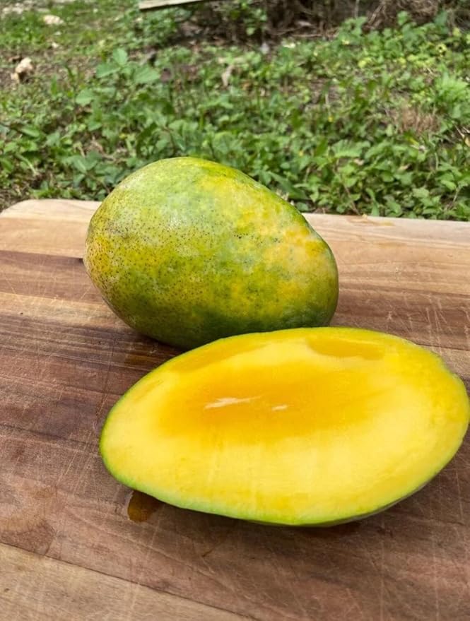 Mango Tee 10-18 in
