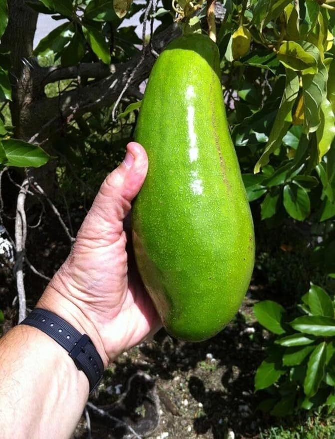 Avocado W Tee 10-24 in